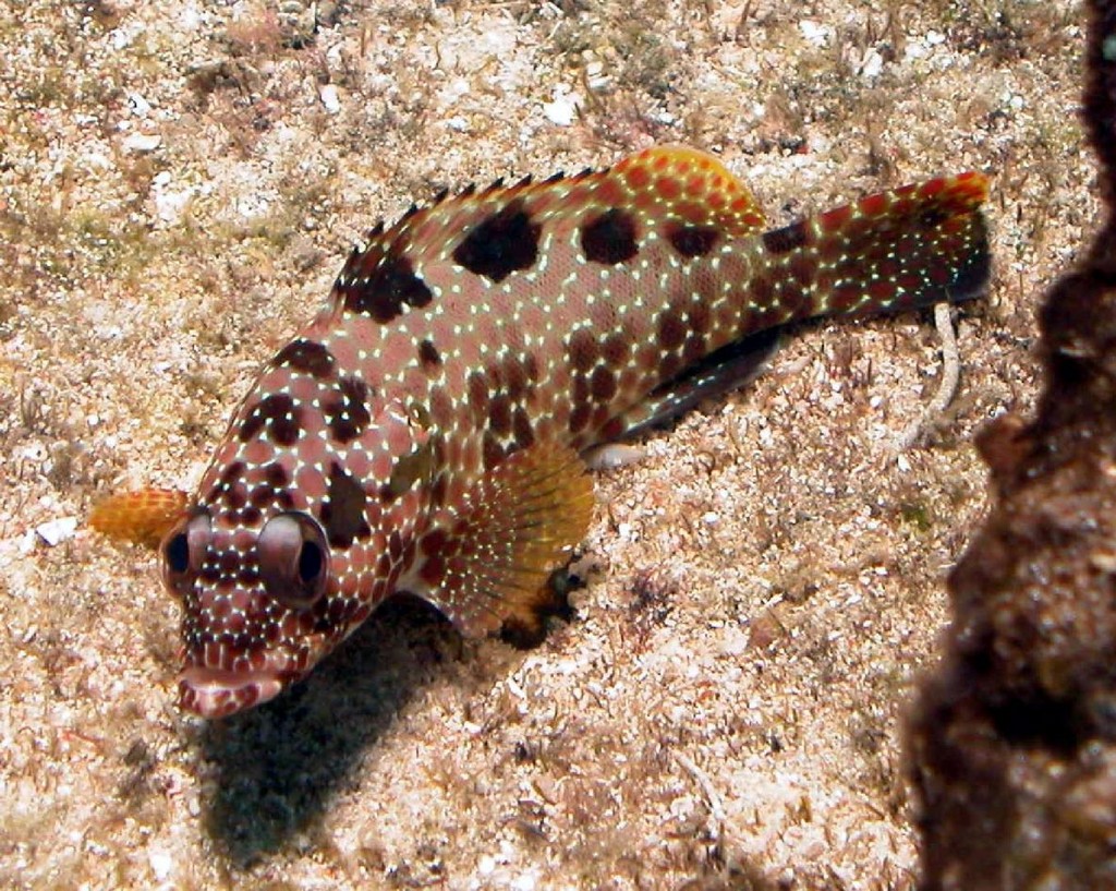 Epinephelus quoyanus